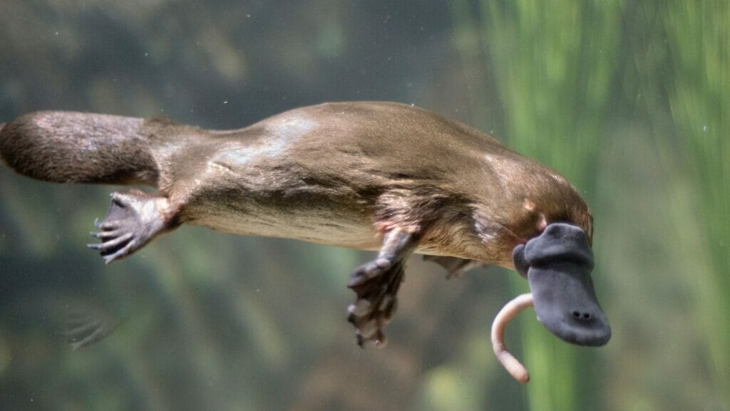 Facts About Platypus