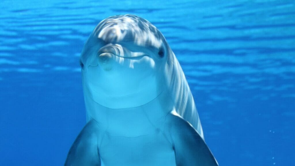 facts about dolphins