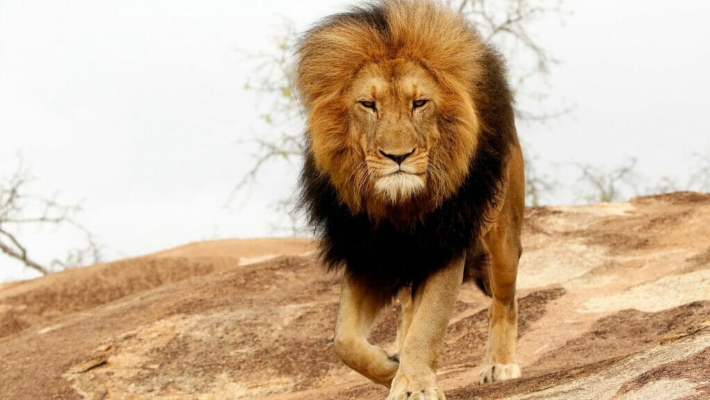 facts about lions