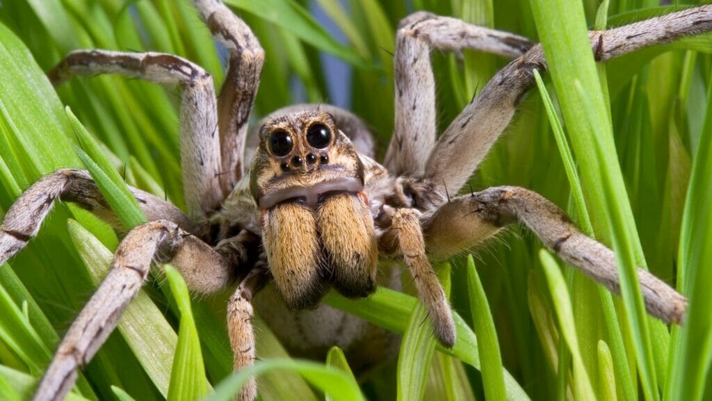 facts about spiders