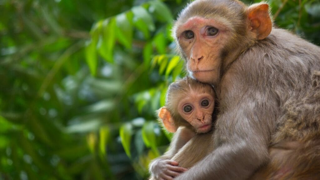 facts about monkeys