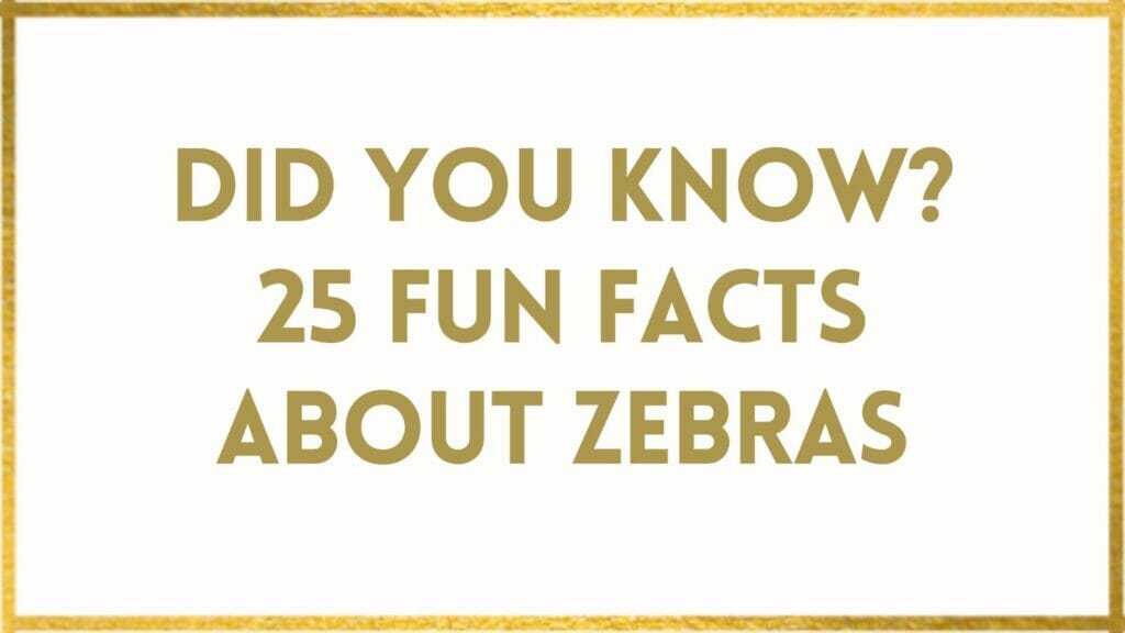 facts about zebras