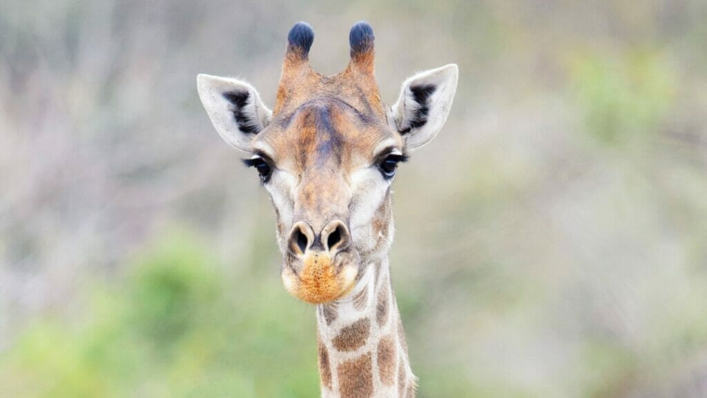 facts about giraffes