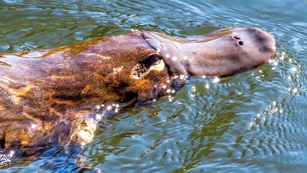 Facts About Platypus