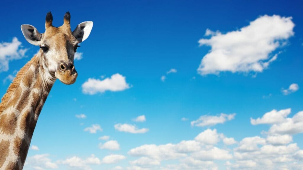 facts about giraffes
