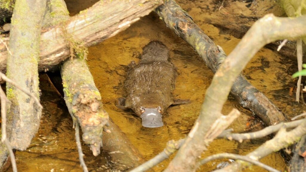 Facts About Platypus
