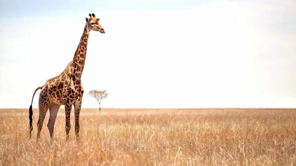 facts about giraffes