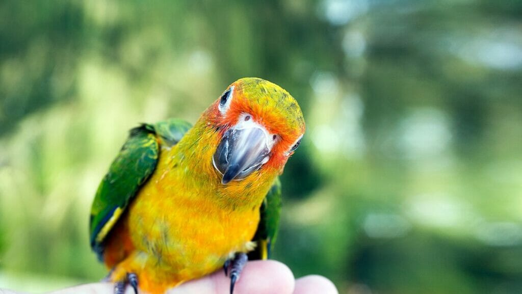 facts about birds