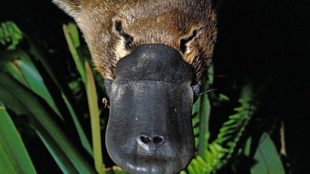 Facts About Platypus