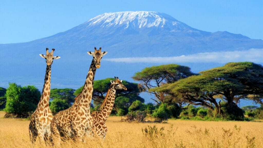 facts about giraffes