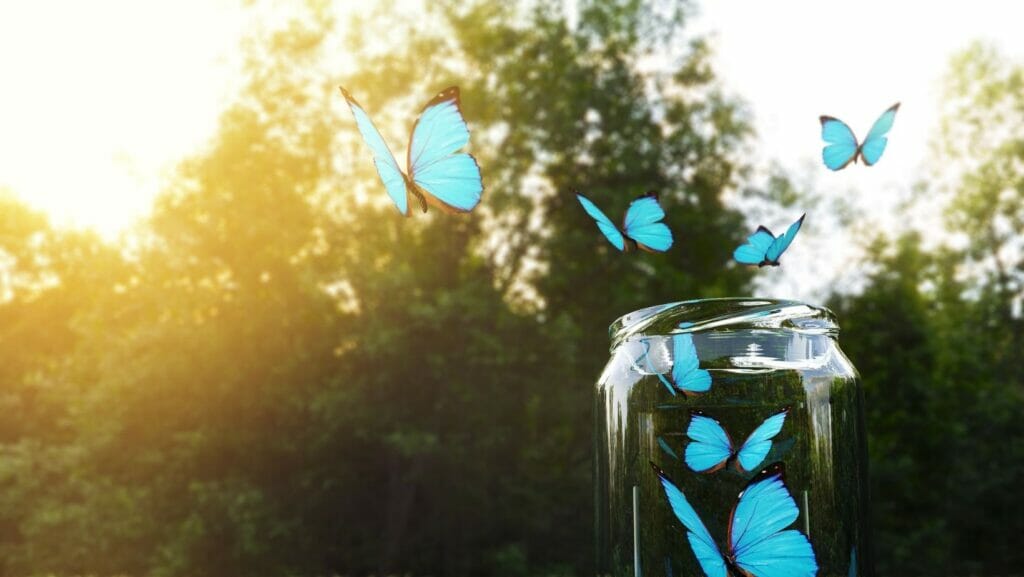 facts about butterflies
