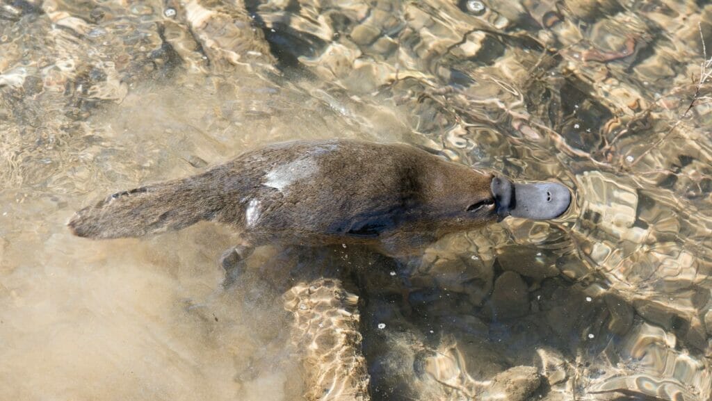Facts About Platypus