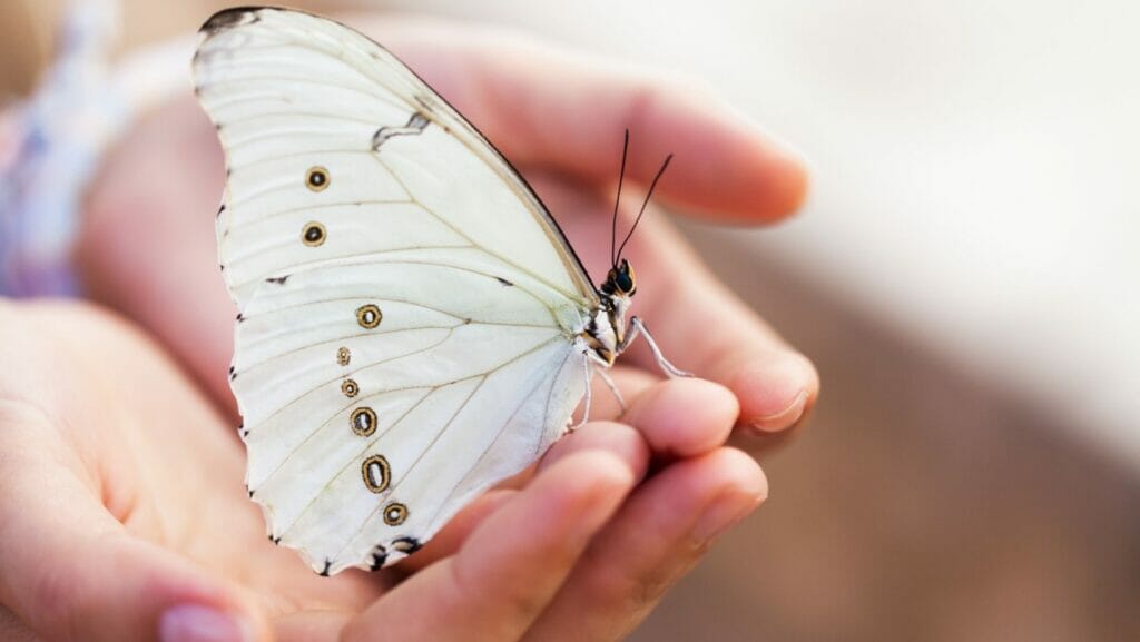facts about butterflies