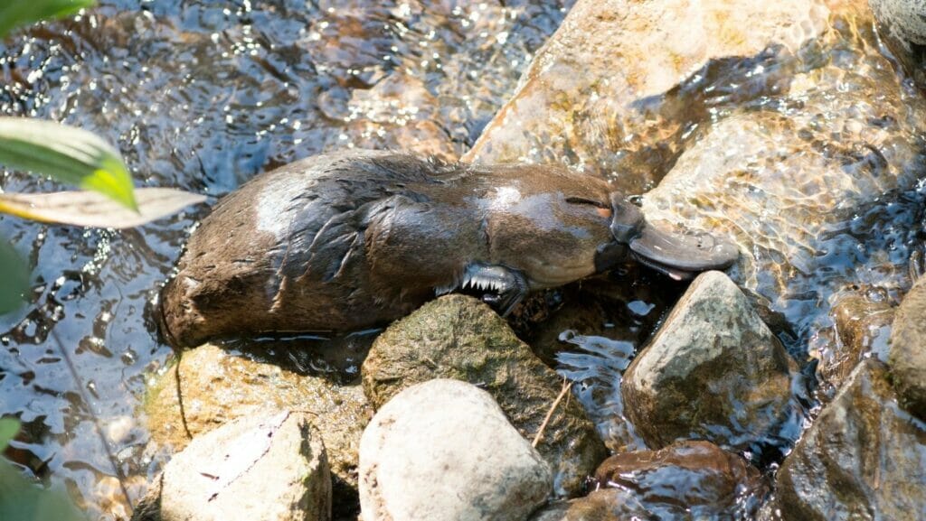 Facts About Platypus