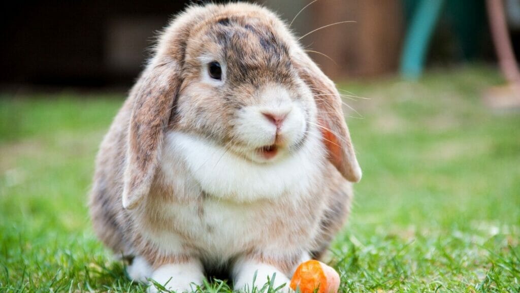 facts about rabbits