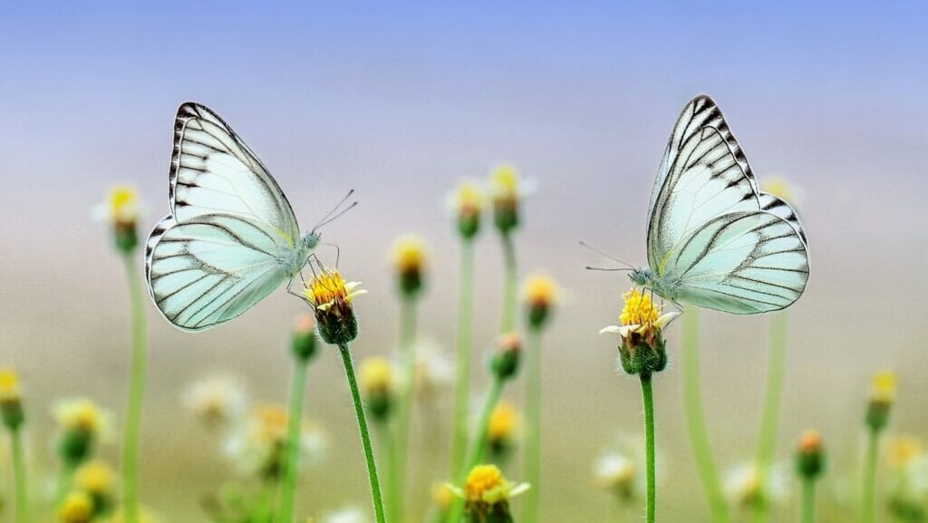 facts about butterflies