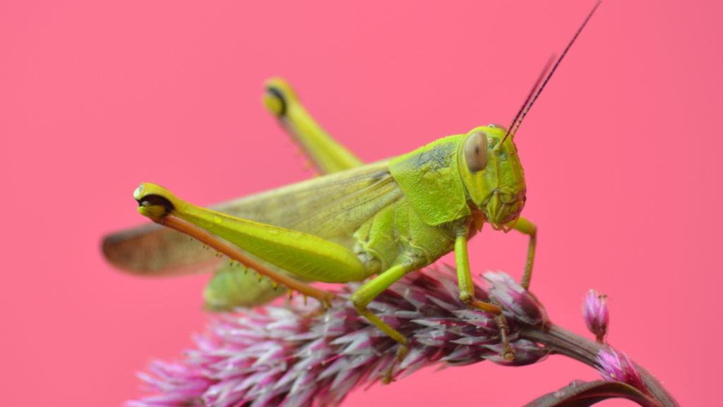 facts about grasshoppers