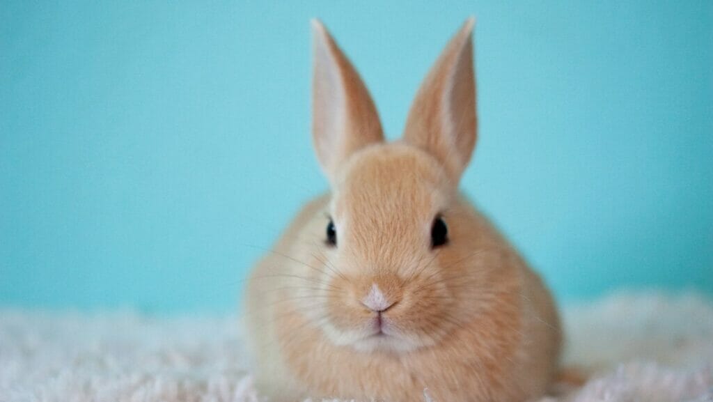 facts about rabbits