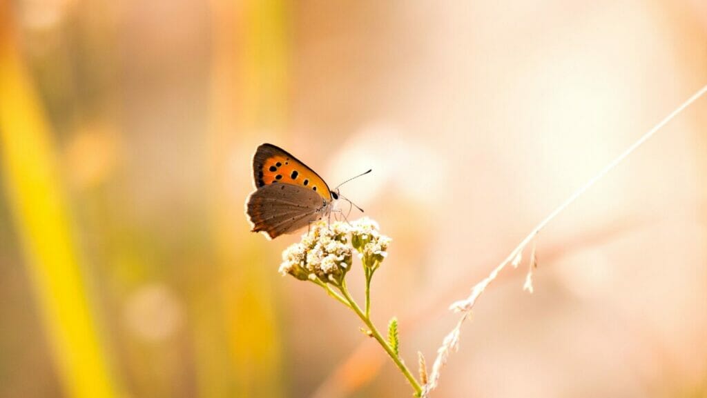 facts about butterflies