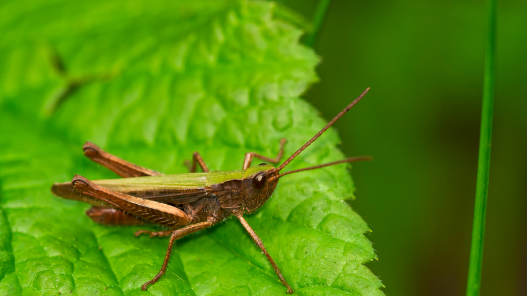 facts about grasshoppers
