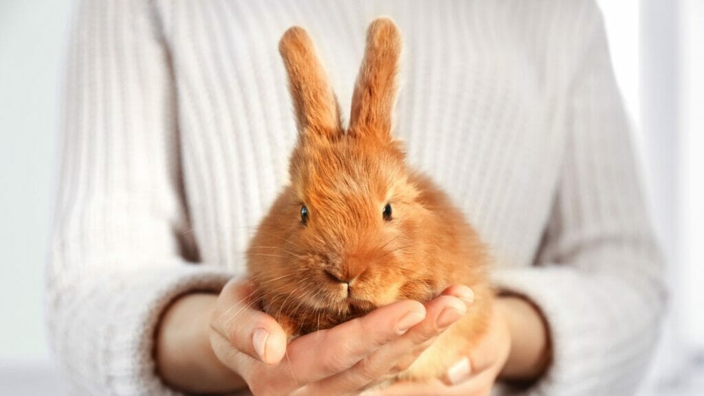 facts about rabbits