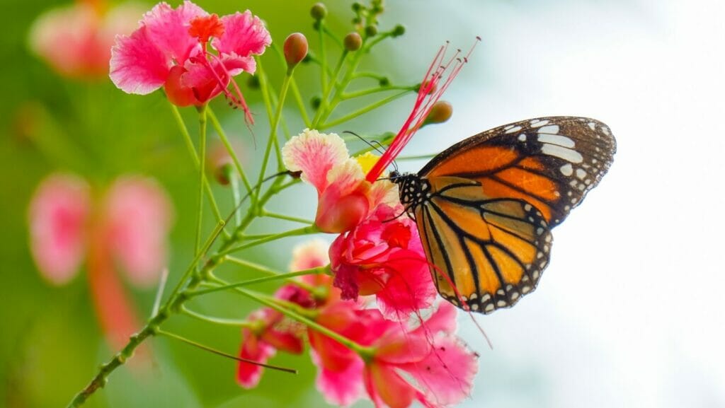 facts about butterflies