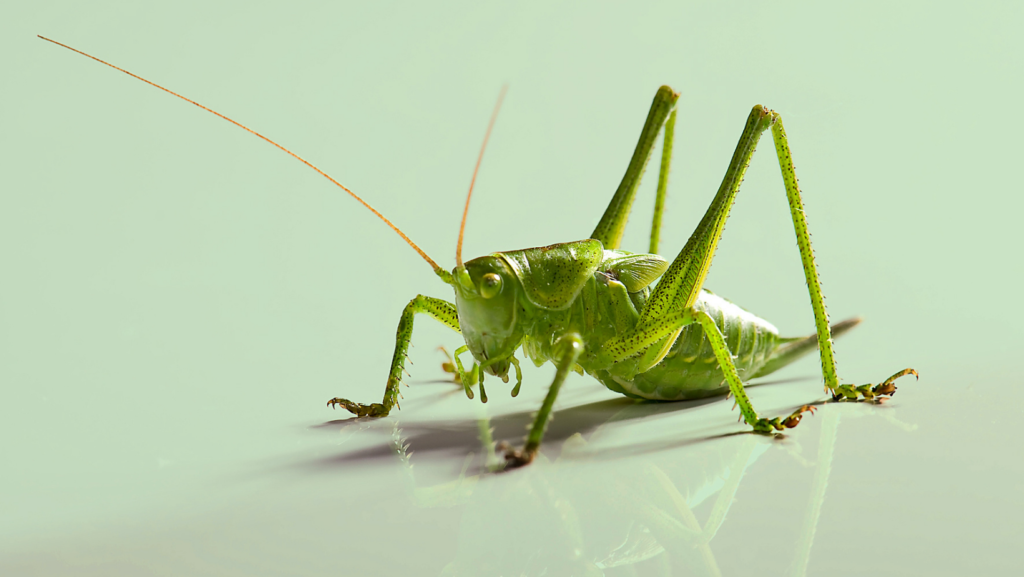 facts about grasshoppers