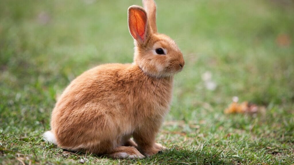 facts about rabbits