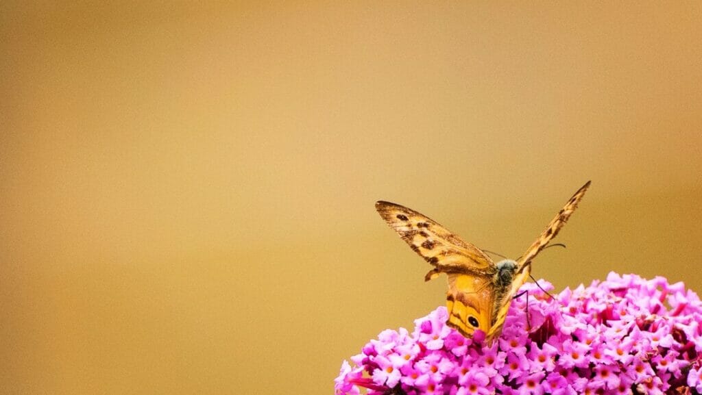 facts about butterflies