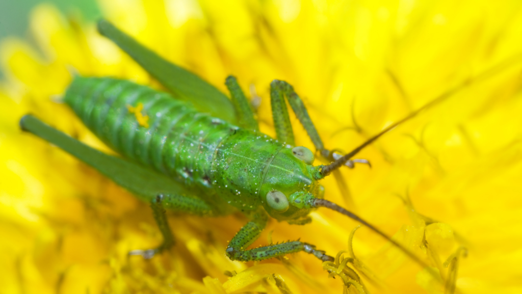 facts about grasshoppers