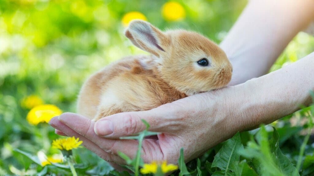 facts about rabbits