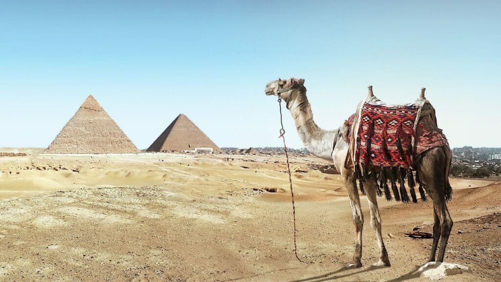 facts about camels