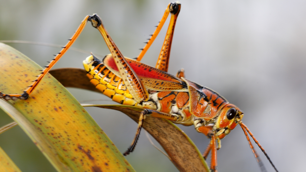 facts about grasshoppers