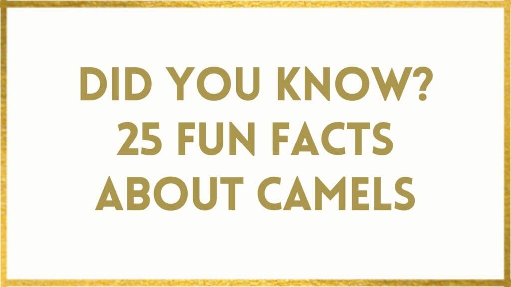 facts about camels