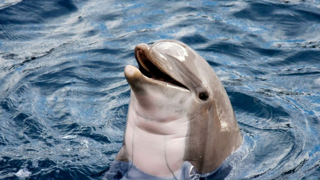 facts about dolphins