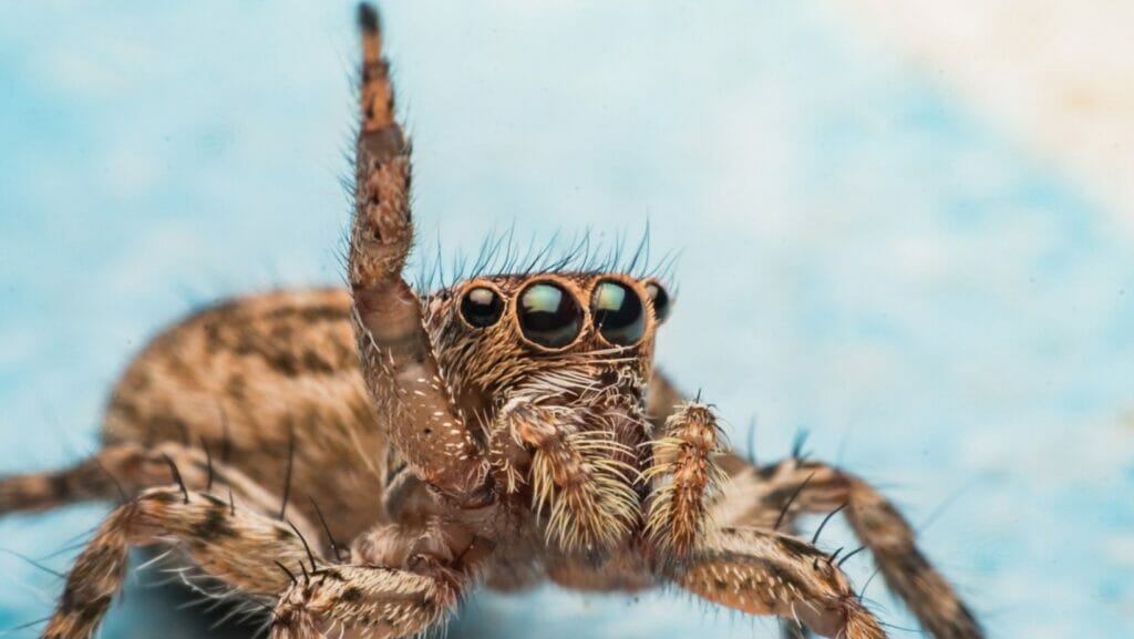 facts about spiders