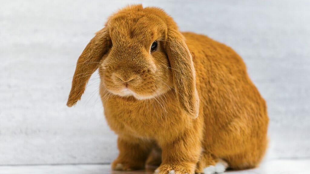 facts about rabbits