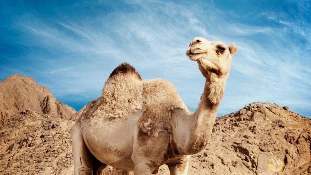 facts about camels