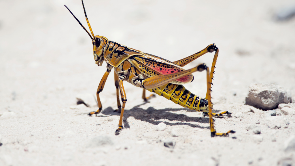 facts about grasshoppers