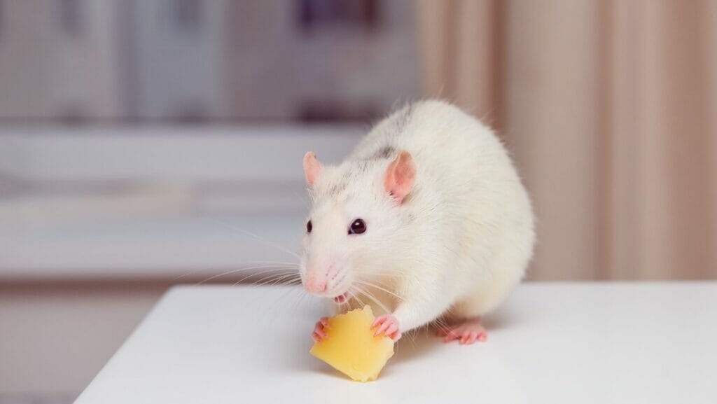 facts about rats