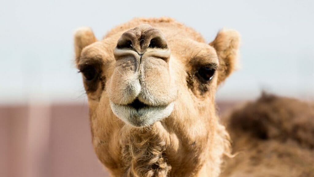 facts about camels