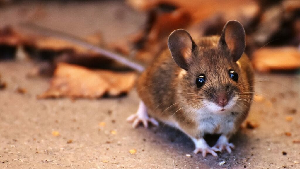 facts about rats