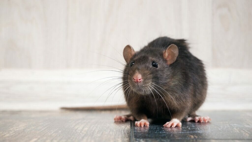 facts about rats