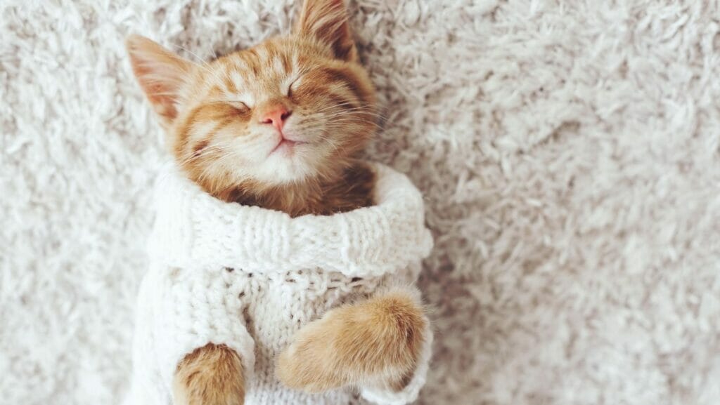 facts about cats