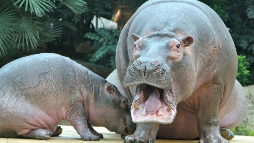 facts about hippos