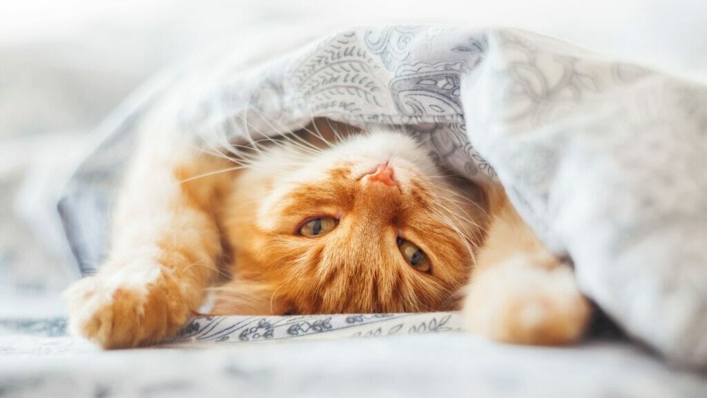 facts about cats