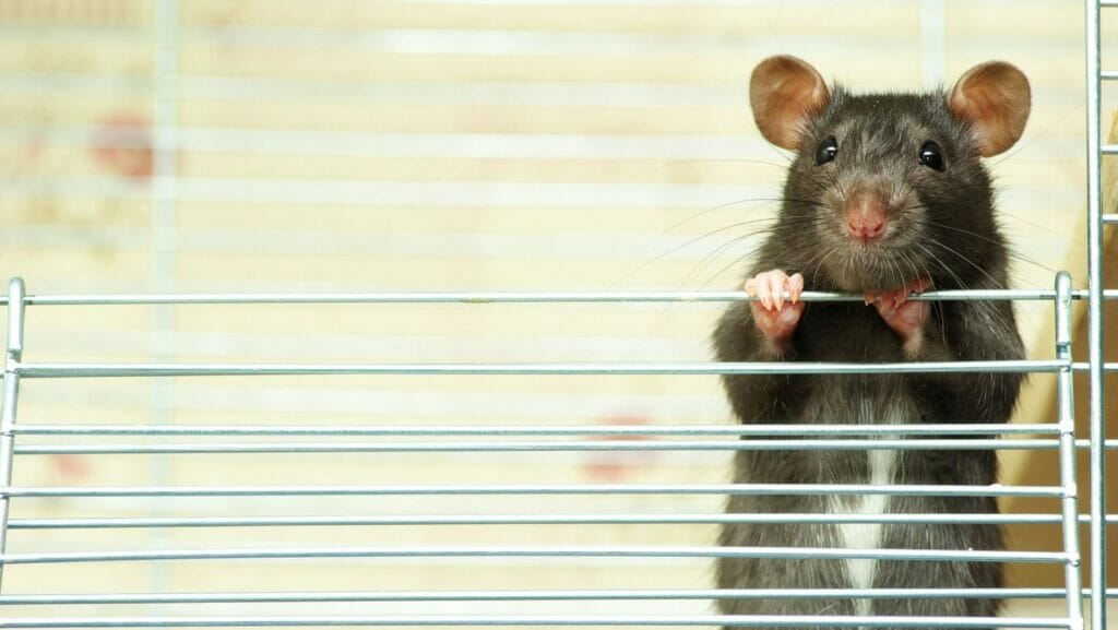facts about rats