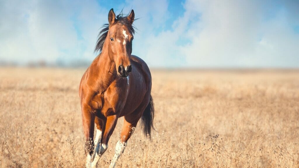 facts about horses