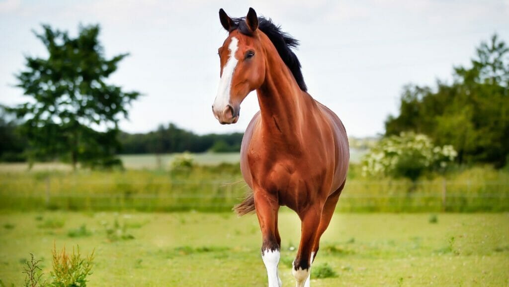facts about horses