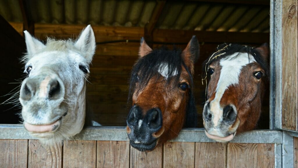 facts about horses